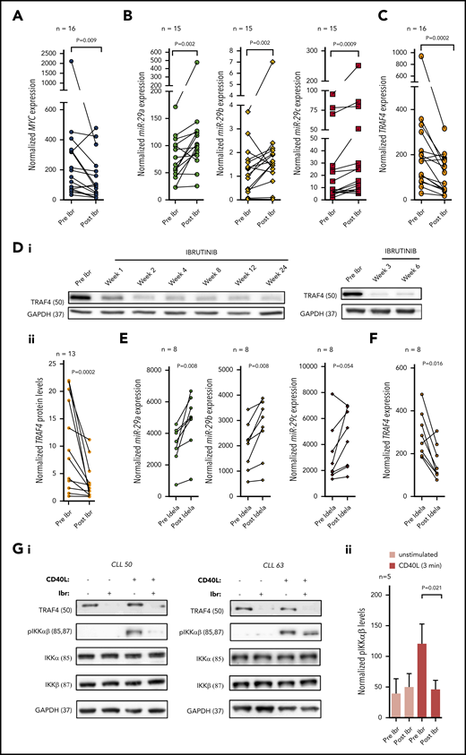 miR-29 is upregulated and TRAF4 repressed during therapy with BCR inhibitors. (A) Normalized MYC expression in 16 CLL patients before (Pre Ibr) and during ibrutinib (Post Ibr) therapy (weeks 2-12 on therapy depending on the sample availability; for patient characteristics, see supplemental Table 2; CLL 44-46, 48-51, 54, 56-63). (B-C) Normalized expression of miR-29a/b/c in 15 CLL patients (B) or TRAF4 mRNA (C) in 16 CLL patients before (Pre Ibr) and during ibrutinib (Post Ibr) therapy (weeks 2-12 on therapy depending on sample availability, for patient characteristics, see supplemental Table 2; CLL 45-51, 54, 55, 57-60, 62-63 for panel B; CLL 44-46, 48-51, 54, 56-63 for panel C). (Di) Representative immunoblot of TRAF4 protein levels in 2 CLL patients before (Pre Ibr) and during ibrutinib therapy (CLL 48 and 50). (Dii) Densitometric quantification of TRAF4 protein levels analyzed by immunoblotting in all available CLL patients before (Pre Ibr) and during ibrutinib (Post Ibr) therapy (n = 13; weeks 2-12, n = 12; week 1, n = 1; for patient characteristics, see supplemental Table 2; CLL 44-53, 61-63). (E-F) Normalized expression of miR-29a/b/c (E) and TRAF4 (F) in 8 CLL patients before (Pre Idela) and during single agent idelalisib (Post Idela) therapy (weeks 5-6 of therapy depending on sample availability; for patient characteristics, see supplemental Table 2; CLL 64-71). The statistical differences for A to F were tested by Wilcoxon matched pairs test. (Gi) Representative immunoblot of pIKKα/β expression after stimulation with CD40L (1 µg/mL; 3 minutes) in 2 CLL patients before (Ibr −) and during ibrutinib (Ibr +) therapy in vivo (CLL 50 and 63). (Gii) Densitometric quantification of pIKKα/β levels for replicates of the experiment described in panel Gi (n = 5; week 4, n = 2; week 6, n = 1; week 12, n = 1; week 15, n = 1). CLL patients before (Pre) and during ibrutinib (Post Ibr) were analyzed (for patient characteristics, see supplemental Table 2; CLL 47, 50, 61-63). P value was tested by paired t test, and the error bars indicate SEM.