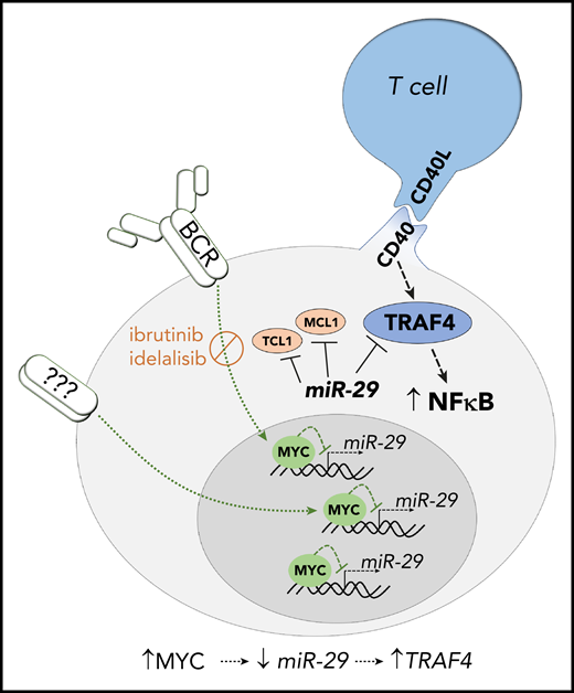 Schematic overview of the role of miR-29–TRAF4 axis in regulation of CD40-induced NF-κB signaling. MYC upregulation by BCR signaling activation downregulates miR-29 expression in the immune niches. This allows for higher levels of its direct target TRAF4, which acts as a positive regulator of CD40 signaling. BCR signaling inhibitors (ibrutinib/idelalisib) inhibit the BCR-induced MYC levels leading to higher miR-29 levels and repression of TRAF4. miR-29 also targets antiapoptotic proteins MCL1 and TCL1.