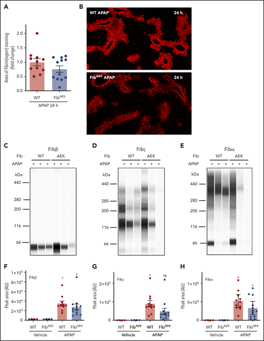 Role of thrombin-driven fibrin polymer formation in hepatic fibrin(ogen) cross-linking after APAP overdose. Mice expressing mutant fibrinogenAEK (FibAEK mice) and WT mice were treated intraperitoneally with saline vehicle or 300 mg/kg APAP. Livers were collected 24 hours after APAP challenge. (A) Fibrin(ogen) labeling in frozen liver sections was quantified (n = 11-12 mice/group). (B) Representative photomicrographs of fibrinogen-labeled frozen sections (×5 virtual magnification). Fibrin(ogen) levels were measured in enriched insoluble liver extracts using capillary-based western blotting (Wes). (C-E) Representative digital capillary images show fibrin(ogen) detected and quantified (F-H) by rabbit polyclonal antibodies selective for fibrin(ogen) Aα, Bβ, and γ chains. n = 4 mice for vehicle-treated groups and 11 to 12 mice for each APAP-challenged group (F-H). Data expressed as mean ± standard error of the mean. *Significantly (P < .05) different from vehicle-treated mice of the same genotype. #Significantly (P < .05) different from APAP-challenged WT mice.