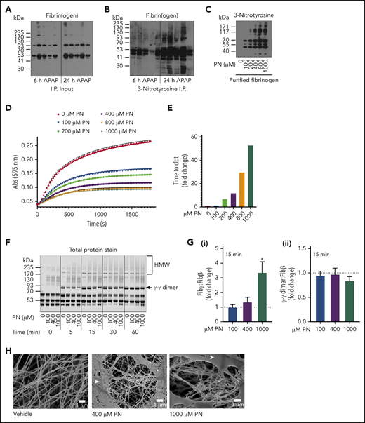 Detection of PN-modified fibrin(ogen) in the APAP-injured liver and effect of PN modification on fibrin polymerization and cross-linking. WT mice were challenged with 300 mg/kg APAP, and livers were collected 6 or 24 hours later to prepare homogenates (n = 5 mice/group). (A) Fibrin(ogen) detected by western blot using a rabbit anti-fibrinogen polyclonal antibody in whole-liver homogenates. (B-C) Immunoprecipitation of 3-NT adducted proteins from whole-liver homogenates and detection of fibrin(ogen) by western blot using a rabbit anti-fibrinogen polyclonal antibody. (B) 3-NT adducts in purified human fibrinogen modified by PN detected by western blotting (C). (D-E) Polymerization of purified human fibrinogen after PN modification was measured by turbidity (D) and modified Clauss assay (E). (F) Fibrin(ogen) cross-linking was assessed in clots prepared from vehicle- or PN-modified human fibrinogen incubated with thrombin for the indicated time points. (G) Human fibrinogen was reacted with the indicated concentration of PN in 3 independent reactions and then incubated with thrombin (0.25 U/mL) for 15 minutes. Quantitation of Fibγ (i) and γ-γ dimer (ii) in a Coomassie-stained gel (as shown in supplemental Figure 5) is expressed as a ratio to Fibβ compared with vehicle-modified fibrinogen (expressed as dashed line set at 1). *P < .05 compared with vehicle-modified fibrinogen. (H) Human fibrinogen was reacted with the indicated concentration of PN and observed using SEM. Fibers are visible beneath a fibrin film (white arrowhead). Representative photomicrographs are shown (×10 000 magnification).