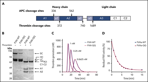 Characterization of FVIII-QQ. (A) FVIII domain structure with thrombin and APC cleavage sites noted. (B) SDS-PAGE analysis of 1.5 µM of FVIII-WT and FVIII-QQ before and after 20-minute incubation with 10 nM of thrombin. The gel was stained with Coomassie blue. (C) Representative tracings of thrombin generation in HA human plasma reconstituted with varying concentrations of either FVIII-WT (blue line) or FVIII-QQ (red dashed line) initiated with 1 pM of FXIa in the presence of 4 µM of PCPS and 7.5 mM CaCl2. (D) Decline in FVIIIa activity because of A2-domain dissociation determined by intrinsic Xase assay; 5 nM of FVIIIa-WT (blue squares) or FVIIIa-QQ (red squares) was incubated with 100 nM of thrombin for 30 seconds, and residual activity of FVIIIa was assessed over 15-minute incubation as described in “Methods.” Data shown are representative of 3 independent experiments.