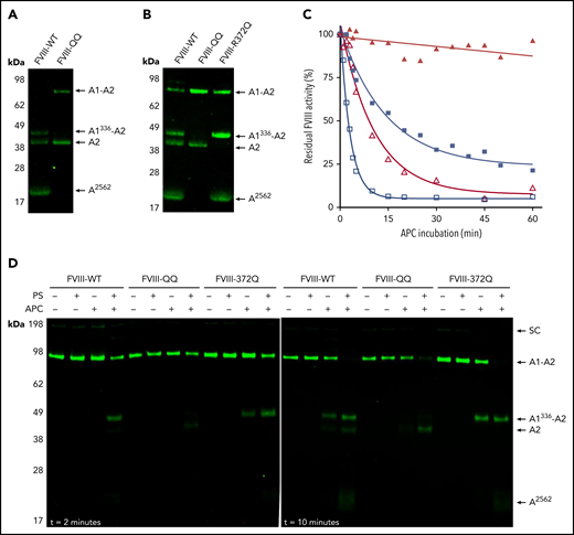Activated protein C cleavage of FVIII-WT and FVIII-QQ. (A) Western blot analysis of 10 nM of FVIII-WT and FVIII-QQ after 30-minute incubation with 6 nM of APC, 20 µM of PCPS, and 6 nM of hirudin. FVIII fragments were visualized with an anti-A2 antibody (GMA-012). (B) Western blot analysis of 10 nM of FVIII-WT, FVIII-QQ, and FVIII-R372Q after 30-minute incubation with 6 nM of APC, 20 µM of PCPS, and 6 nM of hirudin; 30 ng of purified protein was loaded on the gel, and FVIII fragments were visualized with GMA-012. (C) Inactivation of 10 nM of FVIII-WT (blue squares) and FVIII-QQ (red triangles) by 6 nM of APC in the presence of 20 µM of PCPS and 6 nM of hirudin over time in purified intrinsic Xase assay compared with inactivation of 10 nM of FVIII-WT (open blue squares) and FVIII-QQ (open red triangles) by 6 nM of APC with 100 nM of PS in the presence of 20 µM of PCPS and 6 nM of hirudin. Initial velocities of FXa generation throughout incubation were compared with 0-minute time point to determine residual FVIII activity. Representative plots of duplicate experiments are plotted. Data were fit to exponential decay or linear regression (FVIII-QQ with APC only). (D) Western blot analysis of 10 nM of FVIII-WT, FVIII-QQ, and FVIII-R372Q, 20 µM of PCPS and 6 nM of hirudin after 2- and 10-minute incubations with either 100 nM of PS or 6 nM of APC or 6 nM of APC and 100 nM of PS; 20 ng of purified protein was loaded on the gel, and FVIII fragments were visualized with GMA-012. FVIII-R372Q is resistant to cleavage at Arg372. SC, single chain.