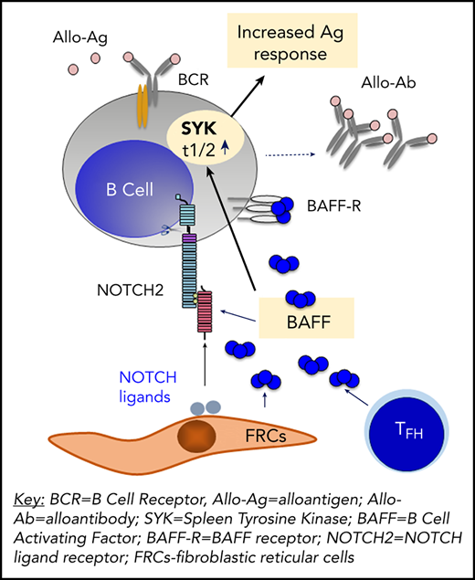 Working model for the role of soluble BAFF in promotion of and BCR-activation of pathogenic B cells in chronic GVHD. In our paper, we now demonstrate a mechanistic role for BAFF in chronic GVHD (cGVHD) using a mouse model. Our data afford the working model depicted here. BAFF levels and BAFF production are significantly increased in cGVHD mice. Recipient Fibroblastic Reticular Cells (FRCs) and Donor T Follicular Helper (TFH) Cells are likely cellular sources of this pathologic BAFF. Excess BAFF in cGVHD promotes survival of subsets of activated B cells. In turn, BAFF and alloantigen work together to augment B Cell Receptor (BCR) activation, in part, by increasing co-stimulatory NOTCH2 on B cells in mice that go on to develop cGVHD manifestations. At the molecular level, these B cells exposed to a high BAFF, NOTCH ligand and alloantigen environment are able to maintain SYK protein even after BCR re-engagement, perpetuating a BCR-responsive B cell compartment in cGVHD.