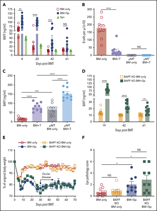 BAFF production is significantly increased after BMT in mice that develop cGVHD. (A) Plasma BAFF levels measured by enzyme-linked immunosorbent assay (ELISA) over time after BMT in cGVHD mice (BM + Sp), nondisease control mice (BM only), and C57BL/6 recipients of C57BL/6 BM + Sp Syn-BMT mice. Data shown are representative of 3 repeats; n = 15 (BM only group at day 8), n = 13 (BM + Sp at day 8), n = 10 (BM + Sp and BM only for other time points), and n = 5 (Syn). (B) Peripheral donor-derived B-cell numbers at day 20 post-BMT in recipients of μMT or WT donor cells. (C) BAFF levels measured by ELISA in plasma at day 20 after allo-BMT in recipients receiving donor cells from μMT or WT mice. In panels B and C, n = 10 in each group vs n = 9 in WT BM only group. (D) Soluble BAFF levels measured by ELISA at 3 time points (days 19, 42, and 61) after transplantation in recipients receiving BAFF KO BM only vs recipients receiving BAFF KO BM plus BAFF KO splenocytes; n = 10 in each group. (E) Body weight over time after allo-BMT in recipients of BAFF KO BM only or BM + Sp vs WT BM only or BM + Sp. Arrow indicates the median time of onset of ocular GVHD manifestations (day 30 post-BMT)41; n = 10 in each group. In panels D and E, we show 1 representative experiment of 3 performed. (F) Eye pathology score in recipients of BAFF KO BM only or BM + Sp vs WT BM only or BM + Sp. Total eye score shown includes combined scores for chemosis, mucoid discharge, and corneal opacity as determined in a masked fashion by Zeiss Stemi 2000-C stereo microscope examination at day 79 after allo-BMT; n = 10 (BM only) and n = 9 (BM + Sp). Bars of all data shown are mean ± standard error of the mean. Statistical analysis was performed by Kruskal-Wallis test (A,F), ordinary 1-way analysis of variance with Tukey’s multiple comparisons test (B-C), or unpaired Student t test with Welch’s correction (D) using GraphPad Prism 8 software. *P < .05, **P < .01, ***P < .001, ****P < .0001. NS, not significant (P > .05); T, T cells.
