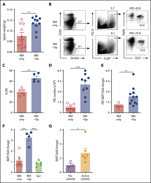 Recipient FRCs and donor CD4+ T cells are potential sources of increased production of soluble BAFF in mice that develop cGVHD. (A) Spleen weights in BM + Sp group mice vs BM only control group mice on day 8 after allo-BMT; n = 10 in each group. (B) Representative flow cytometry of podoplanin/gp38+ (PDPN+) CD31− fibroblastic reticular cells (FRCs) after pregating on Zombie−CD45−H-2Kd+ (recipient) cells. FRCs were isolated from spleen and lymph nodes (LNs) at day 8 post-BMT using an established enzyme digestion strategy as previously described.46 Numbers shown on the flow cytometric plots are cell percentages within each gate. (C) The proportion (%) of FRCs in BM + Sp group vs BM only group at day 8 post-BMT (n = 5 each). Data shown are representative of 3 repeats. (D) Total numbers of PDPN+CD31−MadCaM− FRCs acquired from pooled spleen and identical LNs harvested from within each group. BM + Sp cGVHD group was compared with BM only control group at day 8 post-BMT, as assessed by flow cytometry. Pooled data from 2 independent experiments are shown; n = 10 (BM only) and n = 9 (BM + Sp). (E) BAFF transcript levels in FRCs on day 8 after transplantation isolated from BM + Sp mice or BM only controls. Quantitative polymerase chain reaction (qPCR) data were analyzed using a ΔΔCT method and normalized to BM only group data (set to mean of 1). Fold change, 2−ΔΔCT; n = 6 (BM only) and n = 11 (BM + Sp). (F) BAFF transcript levels as measured by qPCR in CD4+ T cells taken from mice without cGVHD (BM only) vs mice with cGVHD (BM + Sp) or syngeneic BMT recipients (Syn). CD4+ T cells were sorted by flow cytometry from recipient splenocytes at day 50 post-BMT (>95% purity). BAFF transcript was measured by qPCR, analyzed using the ΔΔCT method, and normalized to BM only group data (set to mean of 1). Fold change, 2−ΔΔCT; n = 5 (BM only), n = 4 (BM + Sp), and n = 5 (Syn). (G) BAFF transcripts measured in flow cytometric purified (>98%) CD4+CXCR5+ double-positive T cells, classical TFH cells, taken from peripheral blood mononuclear cells of patients without vs with clinically active cGVHD. BAFF transcripts were assessed by qPCR and analyzed by ΔΔCT method. Fold change, 2−ΔΔCT. Results were normalized to no-cGVHD patient data; n = 3 (no-cGVHD) and n = 6 (active-cGVHD). Statistical analysis was performed by unpaired Student t test with Welch’s correction (A-E,G) or ordinary 1-way analysis of variance with Tukey’s multiple comparisons test (F) using GraphPad Prism 8 software. *P < .05, **P < .01, ***P < .001, ****P < .0001. NS, not significant (P > .05).