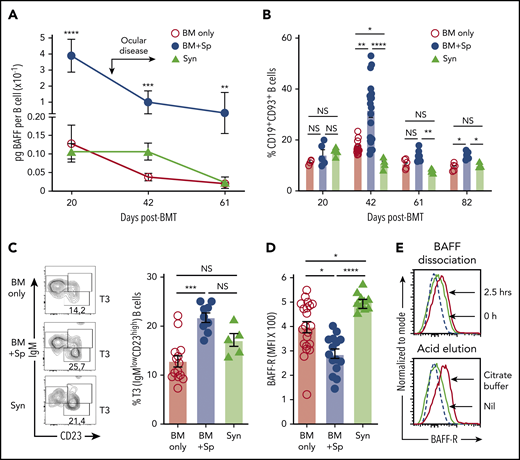 High soluble BAFF levels are associated with an altered peripheral B-cell compartment and low BAFF-R detectability on B cells in mice with cGVHD manifestations. (A) Calculated BAFF/B-cell ratios over time after BMT in mice that develop (BM + Sp) vs do not develop cGVHD manifestations (BM only and Syn). BAFF levels shown in Figure 1A and peripheral blood B-cell numbers (supplemental Figure 3A) were used to calculate BAFF per B-cell ratios as shown. Data are representative of 3 repeats; n = 10 (BM + Sp and BM only) and n = 5 (Syn). Arrow indicates the median time of onset of ocular GVHD manifestations day 30 post-BMT.41 (B) Relative proportion of transitional B cells in peripheral blood from mice that develop (BM + Sp) vs those that do not develop cGVHD (BM only and Syn). Total CD19+CD93+ transitional B cells in peripheral blood were assessed by flow cytometry after allo-BMT. Day 42 data shown are combined from 4 independent experiments; n = 5 of each group at days 20, 61, and 82; n = 20 (BM only), n = 18 (BM + Sp), and n = 5 (Syn) at day 42. (C) Representative contour plot of flow cytometric data of pregated CD93+ B cells examined for IgM and CD23 staining. Frequency of transitional 3 (T3) B cells from the blood of cGVHD mice (BM + Sp) compared with controls (BM only and Syn) is shown on day 42 post-BMT. T3 cells were identified by gating on CD19+CD93+IgMlowCD23high cells (shown on left panels as contour plots); numbers are percentage of T3 cells. Data shown are combined data from 3 separate experiments; n = 13 (BM only), n = 9 (BM + Sp), and n = 5 (Syn). (D) BAFF-R on the surface of B cells from the blood of mice with (BM + Sp) or without cGVHD (BM only and Syn) on days 34 to 36 after allo-BMT. BAFF-R staining using anti–BAFF-R antibody (clone 7H22-E16; Biolegend) of whole blood was performed using flow cytometry by pregating on 7-AAD−CD19+ live B cells before median fluorescence intensity of BAFF-R was determined. Data shown were pooled from 2 separate experiments; n = 21 (BM only), n = 15 (BM + Sp), and n = 10 (Syn includes both Syn BM only, n = 5 and Syn BM + Sp, n = 5 combined). (E) Examination of BAFF-R on BAFF Tg B cells for BAFF occupancy using BAFF dissociation and acid elution methods. Top panel shows the BAFF dissociation assay that was performed as follows. Splenocytes of BAFF Tg mice were incubated for 2.5 hours in 4 mL of RPMI complete medium at 37°C and pipetted every 30 minutes. Bottom panel shows the acid elusion assay that was performed as follows. Peripheral blood cells from BAFF Tg mice were pelleted after red blood cells were lysed, quickly suspended in citrate buffer (pH, 2.4) for 1 minute at room temperature, and then immediately diluted in PBS to stop the reaction. BAFF-R expression was assessed by flow cytometric analysis, with pregating on CD19+Zombie− live cells. Dashed line represents the isotype control histogram. Solid lines indicate BAFF-R–stained cells. Statistical analysis was performed by Kruskal-Wallis test (A-D) using GraphPad Prism 8 software. *P < .05, **P < .01, ***P < .001, ****P < .0001. NS, not significant (P > .05).