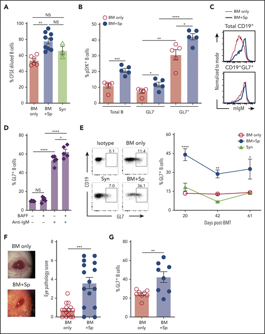 Excess BAFF after allo-BMT is associated with increased BCR-activated circulating and lesional tissue GL7+ B cells in cGVHD. (A) Relative response to BCR agonist by B cells from mice with (BM + Sp) vs without cGVHD manifestations (BM only and Syn). Five days after ex vivo BCR stimulation with anti-IgM (10 µg/mL), BCR activation was measured by pregating on live 7-AAD−CD19+ splenic B cells in CFSE dilution assay. Activated dividing cells dilute CFSE as they proliferate. Data were pooled from 3 separate experiments performed on splenocytes from mice euthanized at the end of BMT experiments (on days 83, 88, and 98 post-BMT); n = 6 (BM only), n = 9 (BM + Sp), and n = 3 (Syn). (B) Proportion of phosphorylated SYK (pSYK) in B cells from cGVHD mice compared with control mice after ex vivo BCR stimulation. Shown are the relative frequencies of pSYK+ B cells after pregating on total B cells or pSYK+ B cells of the GL7− vs GL7+ B-cell subsets. Peripheral blood was taken from mice on day 54 after allo-BMT, red blood cells were lysed, and peripheral blood mononuclear cells were stimulated with anti-IgM (10 µg/mL) for 5 minutes before fixation and phosphoflow staining for flow cytometric analysis; n = 5 of each group. (C) Relative cell surface expression of IgM on total CD19+ B cells and GL7+ B cells. Representative flow cytometric histograms are shown after staining for cell surface membrane–bound IgM on total B cells (top panel) or on the GL7+ B-cell subset (bottom panel) in peripheral blood of cGVHD (BM + Sp) mice vs no cGVHD (BM only) mice at day 42 post-BMT. Cells were pregated on Zombie−CD19+ cells (top panel) or pregated on Zombie−CD19+GL7+ cells (bottom panel). (D) BAFF together with BCR stimulation promotes GL7 expression. Proportion of GL7+ B cells after treatment with surrogate antigen with or without exogenous recombinant BAFF was evaluated. B cells isolated from the blood of naïve mice were treated with 5 µg/mL of anti-IgM or vehicle control overnight (18 hours) with or without additional BAFF (5 ng/mL) before the frequency of Zombie−CD19+GL7+ B cells was measured by flow cytometry; n = 5. (E) Circulating GL7+ B-cell frequencies over time after allo-BMT in cGVHD (BM + Sp) mice compared with no cGVHD control allo-BMT (BM only) mice and Syn control mice. Representative flow cytometric profiles were from analysis of peripheral blood on day 42 post-BMT. Numbers represent the percentages of GL7+ B cells after pregating on Zombie−CD19+ live cells. Data were pooled from 2 experiments; n = 15 (BM only), n = 9 (BM + Sp), and n = 5 (Syn). (F) Eye scores in diseased (BM + Sp) vs nondiseased (BM only) mice at day 35 after allo-BMT, assessed in a masked fashion. Representative photographs taken under ×3.2 magnification using a Zeiss Stemi 2000-C stereo microscope with Nikon Coolpix P5100 camera. Eye scores were calculated by adding scores for the following related manifestations: chemosis, mucoid discharge, and corneal opacity; n = 15 of each group. (G) Proportion of GL7+ cells in parent gate of CD19+ B cells by flow cytometric analysis of cells isolated from conjunctival tissue samples from mice with or without cGVHD at day 42 or 43 after allo-BMT. This result was combined from 2 experiments; n = 8 of each group. Statistical analysis was performed by Kruskal-Wallis test (A,E), unpaired Student t test with Welch’s correction (B,G), ordinary 1-way analysis of variance with Tukey’s multiple comparisons test (D), or Mann-Whitney test (F) using GraphPad Prism 8 software. *P < .05, **P < .01, ***P < .001, ****P < .0001. NS, not significant (P > .05).