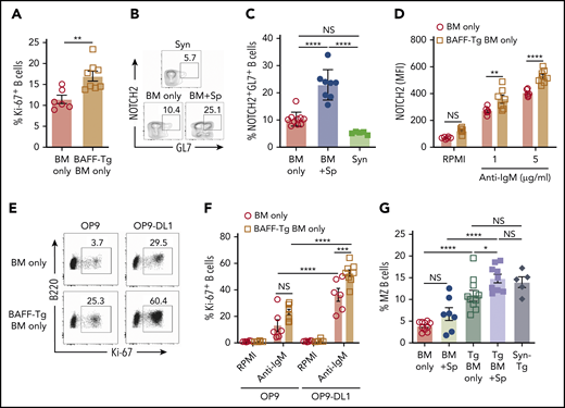 NOTCH2 is increased and inducible after in vivo exposure to high BAFF and alloantigen and associated with increased responsiveness to surrogate antigen and Notch ligand. (A) BCR activation assay comparing B cells from BAFF Tg BM only mice vs WT BM only recipients. Peripheral blood was collected at day 42 post-BMT, and B cells were stimulated with anti-IgM (10 µg/mL) for 4 days; frequency of 7-AAD−B220+Ki-67+ cells was analyzed by intracellular staining and flow cytometry; n = 6 (BM only) and n = 8 (BAFF Tg BM only). (B) Representative flow cytometric plot showing coexpression of the activation marker GL7 and NOTCH2 on a subset of B cells. Pregating was on 7-AAD−CD19+ cells. (C) Proportion of NOTCH2+GL7+ B cells in mice with cGVHD manifestations. Blood samples were obtained on day 36 after allo-BMT. GL7 and NOTCH2 expression was assessed by flow cytometry, and B cells were pregated on 7-AAD−CD19+ cells; n = 10 (BM only), n = 8 (BM + Sp), and n = 5 (Syn). (D) NOTCH2 expression by flow cytometric analysis of gated 7-AAD−CD19+ B cells after BCR stimulation. Blood samples were obtained on day 80 after allo-BMT. After lysis of red blood cells, the cells were stimulated with anti-IgM (1 or 5 µg/mL) overnight (for 18 hours). Expression of NOTCH2 was analyzed by flow cytometry, and median fluorescence intensity was used to indicate the level of NOTCH2 expression; n = 6 (WT BM only) and n = 8 (BAFF Tg BM only). (E-F) B-cell response to the NOTCH ligand Delta-like 1 (DL1) after exposure to soluble BAFF with or without BCR stimulation. Blood samples were obtained on day 105 after allo-BMT, red blood cells were lysed, and cells were added to a cell culture plate that had been seeded with OP9 cells lacking or expressing DL1 before culturing for 48 hours in the presence or absence of anti-IgM (10 μg/mL). Intracellular staining for Ki-67 was used to assess response to stimulation. Representative flow cytometric profiles are shown in panel E, with the results summarized in panel F. Numbers in panel E are frequencies of 7-AAD−B220+Ki-67+ cells; n = 6 (WT BM only) and n = 8 (BAFF Tg BM only). (G) Frequency of marginal zone (MZ) B cells as assessed by flow cytometry. Cells were pregated on Zombie−CD19+CD93− cells, with additional gating on CD21highCD23low cells to identify MZ B cells. Syn BAFF Tg transplant recipients only received BAFF Tg BM cells. Data were combined from 3 individual experiments. Splenocytes were analyzed at day 84 or 92 post-BMT; n = 10 (BM only), n = 8 (BM + Sp), n = 12 (BAFF Tg BM only), n = 9 (BAFF Tg BM + Sp), and n = 5 (Syn BAFF Tg). Statistical analysis was performed by unpaired Student t test with Welch’s correction (A), ordinary 1-way analysis of variance (ANOVA) with Tukey’s multiple comparisons test (C,G), or ordinary 2-way ANOVA (D,F) using GraphPad Prism 8 software. *P < .05, **P < .01, ***P < .001, ****P < .0001. NS, not significant (P > .05).