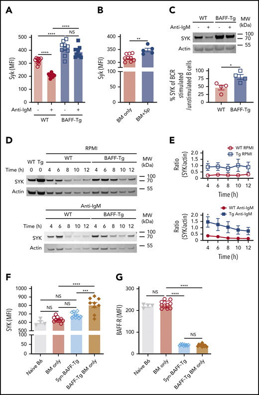 B cells from mice with cGVHD manifestations maintain high levels of the proximal BCR signaling protein SYK after ex vivo BCR engagement. (A) SYK protein expression level after BCR engagement. Blood B cells from WT or BAFF Tg mice were left as resting or stimulated with anti-IgM (10 µg/mL) overnight (18 hours). Expression of SYK was assessed by intracellular staining and flow cytometric analysis, with pregating on Zombie−B220+ cells; n = 10 of each group. (B) Intracellular staining for SYK protein levels in blood B cells of BM only and BM + Sp mice determined at day 66 post-BMT using flow cytometry. We pregated on Zombie−B220+ live B cells, and median fluorescence intensity (MFI) was used to determine relative expression of SYK protein. Results shown are a representative of 3 repeats; n = 9 (BM only) and n = 5 (BM + Sp). (C) Percentage of normalized BCR-stimulated SYK to unstimulated SYK. Representative SYK protein by western blot before and after BCR stimulation with anti-IgM (10 µg/mL) in purified splenic B cells from a WT mouse compared with a BAFF Tg mouse (upper panels). Western blot was repeated 4 times. Intensity of SYK and actin bands on the western blots was analyzed using Image Studio Lite software. Intensity of SYK was normalized to intensity of actin. Percentage of normalized BCR-stimulated SYK to unstimulated SYK is shown in the graph (bottom panel); n = 4 of each group. (D) Cycloheximide chase assay to assess SYK protein stability in B cells from WT vs BAFF Tg mice. Purified splenic B cells from WT or BAFF Tg mice were first treated with cycloheximide (10 µg/mL) overnight (18 hours) to stop protein synthesis. B cells were then left as resting (top panels) or stimulated with anti-IgM (10 µg/mL, bottom panels) for different time points before SYK and actin were assessed by western blot. Western blot result is a representative experiment from 5 repeats. (E) SYK protein over time without (top) or after (bottom) BCR stimulation in B cells taken from WT vs BAFF-overexpressing (Tg) mice. Intensity of SYK and actin from western blot data was determined using Image Studio Lite software for unstimulated cells (top panel) and anti-IgM stimulated cells (bottom panel) over time. SYK/actin ratio was calculated and is shown in panel E; n = 5 of each group. (F) Intracellular SYK protein levels in peripheral blood B cells from nontransplanted naïve mice or recipients of T cell–depleted WT allo-BMT (BM only), Syn BAFF Tg BM only vs BAFF Tg BM only at day 159 after allo-BMT. Fixed and permeabilized peripheral blood mononuclear cells were stained intracellularly and analyzed by flow cytometry, with pregating on Zombie−B220+ B cells, and MFI was used to represent the relative amounts of SYK protein; n = 9 (BAFF Tg BM only), n = 10 (WT BM only or Syn group), and n = 4 (naïve B6 mice). (G) Comparison of cell surface BAFF-R expression on blood B cells taken from WT BM only, BAFF Tg BM only, or BAFF Tg Syn BMT mice on day 137. BAFF-R staining of B cells from nontransplanted naïve B6 mice is shown on the far left for reference. MFI of BAFF-R was determined after gating on live Zombie−CD19+ B cells; n = 10 each group (WT BM only, BAFF Tg BM only, or BAFF Tg Syn) and n = 4 (naïve B6). Statistical analysis was performed by ordinary 1-way analysis of variance with Tukey’s multiple comparisons test (A,F-G), unpaired Student t test with Welch’s correction (B), Mann-Whitney test (C), or multiple Student t tests with few assumptions (E) using GraphPad Prism 8 software. *P < .05, **P < .01, ***P < .001, ****P < .0001. MW, molecular weight; NS, not significant (P > .05).