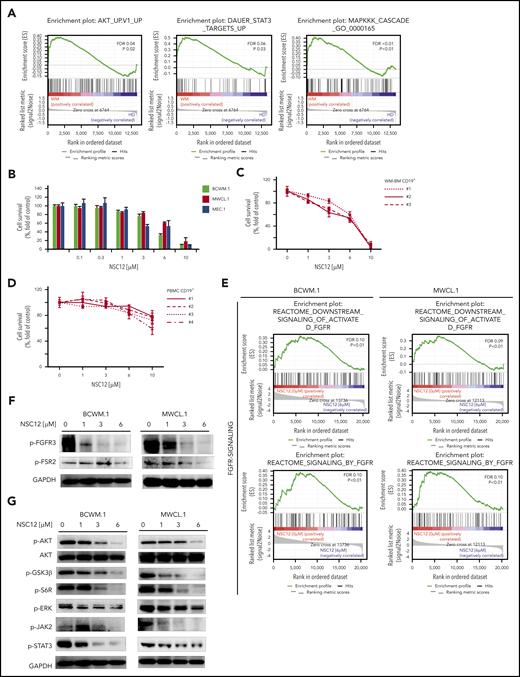 NSC12 elicits antitumor activity in WM. (A) Enrichment plots of AKT-, STAT3, MAPK-related genes in primary WM patients’ derived CD19+ cells, as shown by performing GSEA (P < .05; FDR < 2 5%), using a publicly available data set (GEO6691). BCWM.1, MWCL.1, MEC.1 cells (B) or primary WM patients’ derived CD19+ cells (n. 3) (C), and normal PBMCs (D) were exposed to increasing concentrations of NSC12 (0.1 to 10 μM) for 48 hours. Cell survival was evaluated by MTT assay. Average of triplicate experiments ± standard deviation (SD) is shown. (E) BCWM.1 and MWCL.1 cells were exposed to NSC12 (6 μM) for 12 hours and subjected to wide transcriptome profiling, showing a significant inhibition of FGFR-signaling–related gene sets, as shown by performing GSEA (P < .05; FDR < 25%). (F) BCWM.1 and MWCL.1 cells were cultured in the presence or absence of NSC12 (0 to 6 μM; 6 hours). WM cells were then harvested, and cell lysates were subjected to western blot using anti-phoshpo(p)-FGFR3, -p-FSR2, -GAPDH. (G) BCWM.1 and MWCL.1 cells were cultured in the presence or absence of NSC12 (0 to 6 μM; 6 hours). WM cells were then harvested, and cell lysates were subjected to western blot using anti-p-AKT, -AKT, -p-GSK3β, -p-6SR, -p-ERK, -ERK, -p-JAK2, -p-STAT3, -GAPDH. MTT, 3-(4,5-dimethylthiazol-2-Yl)-2,5-diphenyltetrazolium bromide.