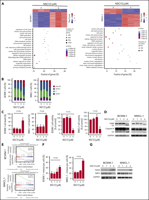 NSC12 modulates the transcriptome signature in WM cells, resulting in antiproliferative and proapoptotic phenotype. (A) Heatmaps of differentially expressed protein-coding transcripts in BCWM.1 (325 upregulated, 1586 downregulated) and MWCL.1 cells (269 upregulated, 614 downregulated). Blue-red color scale was used to set rows with mean zero and SD one. Genes selected at q value 0 and fold change >2. Plot of the 20 most significant differentially expressed protein coding gene lists enriched in BCWM.1 and MWCL.1 (GO-BP terms). (B) Cytofluorimetric analysis of cell cycle performed using BCWM.1 and MWCL.1 exposed to NSC12 (0 to 6 μM; 12 hours). Average of triplicate experiments ± SD is shown. (C) Annexin V/PI staining was performed using BCWM.1 and MWCL.1 cells exposed to NSC12 (0 to 6 μM; 24 hours). Percent of both dead cells and viable cells is shown. Average of triplicate experiments ± SD is shown. (D) BCWM.1 and MWCL.1 cells were cultured in the presence or absence of NSC12 (0 to 6 μM; 24 hours). WM cells were then harvested, and cell lysates were subjected to western blot using anti-PARP, -Caspase 8, and -GAPDH antibodies. (E) BCWM.1 and MWCL.1 cells were exposed to NSC12 (6 μM) for 12 hours and subjected to wide transcriptome profiling, showing a significant inhibition of oxidative stress response-related gene sets, as shown by performing GSEA (P < .05; FDR < 25%). (F) BCWM.1 and MWCL.1 cells were treated with NSC12 (0 to 6 μM) for 12 hours and subjected to cytofluorimetric analysis of mtROS production (Mitosox). (G) BCWM.1 and MWCL.1 cells were cultured in the presence or absence of NSC12 (0 to 6 μM; 12 hours). WM cells were then harvested, and cell lysates were subjected to western blot using anti-H2AX, -NRF2, and -GAPDH antibodies.