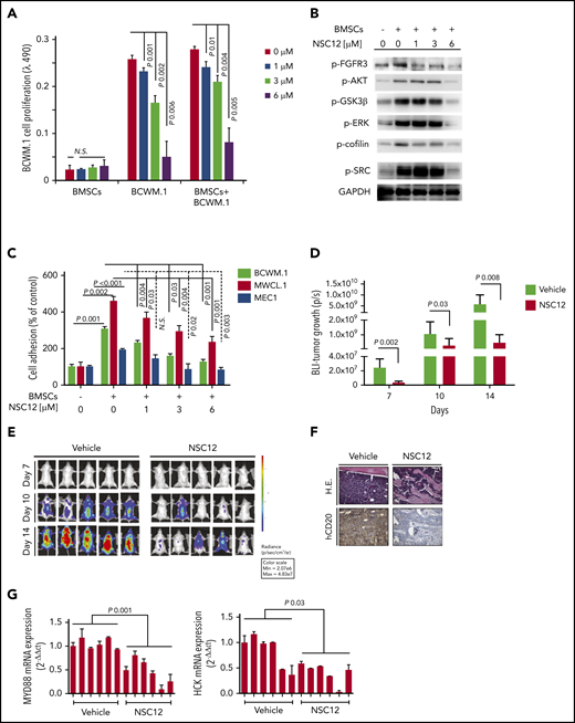 NSC12 targets WM cells within the context of the BM microenvironment both in vitro and in vivo. (A) Modulation of cell proliferation of BCWM.1 cells exposed to NSC12 (0 to 6 μM; 48 hours) cocultured in the presence or absence of WM patient-derived BMSCs was assessed by CellTiter-Glo. (B) BCWM.1 and MWCL.1 cells were cultured in the presence or absence of WM patient’s derived BMSC and exposed to NSC12 (0 to 6 μM; 6 hours). WM cells were then harvested, and cell lysates were subjected to western blotting, with the use of antibodies anti-p-FGFR3, -p-AKT, -p-GSK3β, -p-.ERK, p-STAT3, -p-Cofilin, p-SRC, and -GAPDH (C) Adhesion of BCWM.1, MWCL.1, MEC.1, WMWSU cells to WM patient-derived BMSCs exposed to NSC12 (0 to 6 μM; 4 hours) was evaluated by an in vitro adhesion assay, using Calcein AM labeling of WM cells, with degree of fluorescence measured on a spectrophotometer (λ485 nm to λ520 nm). (D-E) SCID/Bg mice were injected with BCWM.1-mCherry+/Luc+ cells and treated with either NSC12 (7.5 mg/kg, every other day) or vehicle control. Detection of tumor growth was performed by measuring bioluminescence imaging (BLI) intensity at different time points post-WM cell injection (days 7, 10, 14). P, P value. (F) WM cell BM colonization was evaluated ex vivo from harvested femurs, using immunostaining for human (h)-CD20. H.E., hematoxylin-eosin staining (×20). (G) BM mononuclear cells were harvested ex vivo from femurs, subjected to RNA extraction, and evaluated for MYD88, HCK mRNA levels by using qRT-PCR (2−ΔΔCt), with normalization to GAPDH (*P < .05).