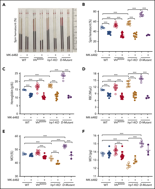 MK-6482 reversed polycythemia in VhlR200W, Irp1-KO, and double-mutant VhlR200W;Irp1-KO mice. Hematocrit levels, as determined by the capillary centrifugation method (A-B), hemoglobin (C), RBC (D), MCV (E), and MCH (F) levels of 6- to 11-month-old WT, VhlR200W, Irp1-KO, and double-mutant VhlR200W;Irp1-KO mice treated with vehicle or the Hif-2α inhibitor MK-6482. Oral administration of MK-6482 significantly decreased the elevated hematocrit, hemoglobin, and RBC levels, and ameliorated polycythemia in all 3 mutant models. MK-6482 also decreased MCV and MCH values in the mutant mice. Notably, MCV and MCH levels were decreased in the Irp1-KO mice, suggesting that IRP1 deficiency induces mild iron deficiency that is reversed by VhlR200W mutation. ***P < .001, by ordinary 1-way ANOVA (multiple comparisons). D-mutant, double-mutant VhlR200W;Irp1-KO mouse.