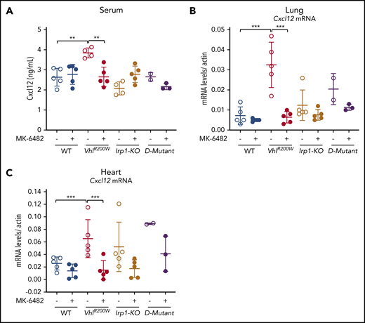 MK-6482 decreased the elevated expression of Cxcl-12 in VhlR200W mice. (A) Cxcl-12 protein levels were significantly increased in the serum of VhlR200W mice. When treated with MK-6482, serum Cxcl-12 protein reverted to WT levels. Cxcl-12 mRNA expression levels in lung (B) and heart (C) were elevated in the VhlR200W mice. Drug treatment significantly reduced the Cxcl12 mRNA levels. **P < .01; ***P < .001, by ordinary 1-way ANOVA (multiple comparisons). D-mutant, double-mutant VhlR200W;Irp1-KO mouse.