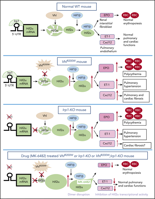 Model for the therapeutic action of MK-6482 in VhlR200W, Irp1-KO, and double-mutant VhlR200W;Irp1-KO mice. The expression of Hif-2α protein is regulated at multiple levels. Irp1, which is most likely the predominant IRE-binding protein in renal interstitial fibroblast and pulmonary endothelial cells, binds to the Hif-2α-IRE at the 5′ UTR and thus represses Hif-2α translation. Thus, Irp1 deficiency results in an increased Hif-2α expression through derepression of Hif-2α translation. In contrast, the Vhl protein promotes degradation of Hif-2α (as well as Hif-1α) under normoxic conditions. However, VhlR200W does not mediate normal Hif-2α degradation. Thus, either Irp1 deletion or the VhlR200W mutation leads to high levels of Hif-2α and augmented levels of Hif-2α target genes, including EPO, endothelin-1 (ET-1), and Cxcl-12. MK-6482, the second-generation, specific inhibitor of Hif-2α, binds to the internal cavity in the PAS-B domain of Hif-2α, distorting its structure and disrupting the formation of Hif-2α-Hif-1β dimers, thus inhibiting Hif-2α–dependent transcriptional activity and thereby reducing the elevated expression levels of Hif-2α targets in VhlR200W, Irp1-KO, and double-mutant VhlR200W;Irp1-KO mice.
