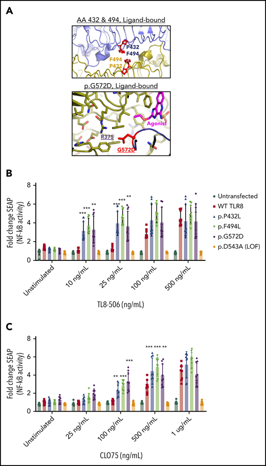Functional studies demonstrate gain of function of TLR8. (A) Analysis of residues altered by TLR8 variants show that positions P432 and F494 contact the symmetric positions in the other subunit of the active ligand-bound dimer. G572D in the ligand-binding state is predicted to enter into a hydrophobic pocket and interact with R375. (B-C) NF-κB reporter cells (HEK Blue Null1 cells) that do not express endogenous TLR8 were transfected with WT TLR8, patient TLR8 variants (encoding p.P432L, p.F494L, p.G572D), or a loss-of-function (LOF) TLR8 variant (encoding p.D543A) and stimulated with the indicated doses of the TLR8-specific agonist TL8-506 (B) or the TLR8/TLR7 agonist CLO75 (C) for 24 hours. Mosaic and germline TLR8 variants lead to gain of function in TLR8 activity as measured by NF-κB transcriptional activity. Data are represented as mean ± standard deviation of biological replicates and representative of 8 independent experiments (TL8-506) or 3 independent experiments (CLO75). **P ≤ .01, ***P ≤ .001 by 2-way ANOVA test.