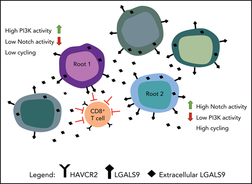 As shown in Amand et al, the demonstration of 2 different root cells generated from single-cell sequencing. Root cells are shown interacting with T cells through the expression of HAVCR2 (Galectin-9) and LGALS9 (TIM-3). The figure has been adapted from the visual abstract in the article by Anand et al that begins on page 2463.