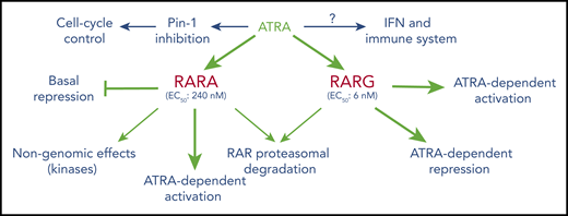 Overall effects of ATRA on RAR-mediated signaling. The data stress the diversity of mechanisms (basal repression, ligand-induced repression or activation, RAR degradation, cross talk with other key pathways) as well as important differences in ATRA levels implicated in these effects. In the hematopoietic lineage, RARA seems primarily involved in granulocytic differentiation, whereas RARG plays important roles in the biology of HSC and theirs niches.