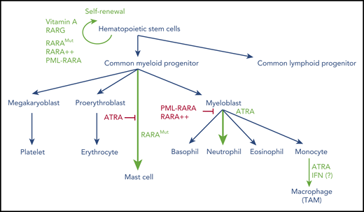 Overview of hematopoietic cell differentiation and impact of retinoid signaling. Green denotes activation; red denotes inhibition. RARA++, overexpressed RARA; RARAMut, mutated RARA; TAM, tumor-associated macrophage.