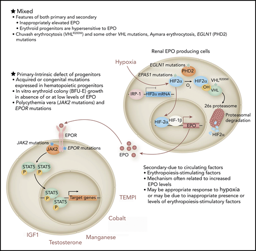 Erythrocytosis can be primary, secondary, or mixed. Pathways for each of these types of erythrocytosis are depicted. BFU-1, burst forming unit erythroid; EGLN1, gene encoding prolyl hydroxylase-PHD2; EPAS1, gene encoding HIF-2α; EPO, erythropoietin; EPOR, erythropoietin receptor; HIF, hypoxia-inducible transcription factor; IGF1, insulin-like growth factor-1; IRP1, iron regulatory protein 1; JAK2, Janus kinase 2; STAT 5, signal transducer and activator of transcription; TEMPI, telangiectasias, elevated erythropoietin and erythrocytosis, monoclonal gammopathy, perinephric fluid collections, and intrapulmonary shunting; VHL, von Hippel-Lindau protein.