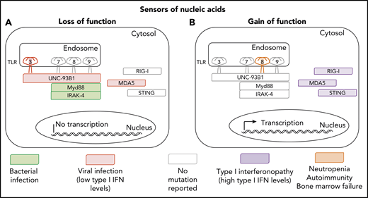 Inborn and somatic errors of immunity driven by nucleic acid sensors. (A) Clinical phenotypes associated with loss-of-function variants underlying autosomal dominant (TLR3) or autosomal recessive deficiencies (TLR3, UNC93B1, MYD88, IRAK-4, and MDA5). (B) Clinical phenotypes associated with gain-of-function variants underlying autosomal dominant disorders (RIG-I, MDA-5, STING, and TLR8).