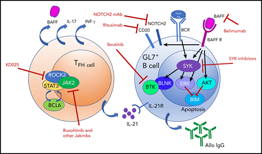 BAFF elevations and alloantigen stimulation promote a hyperresponsive GL7+ B-cell subset in cGVHD by stabilizing SYK after BCR signaling and inducing NOTCH2 expression. BAFF produced by follicular reticular cells (not shown) and TFH cells has multiple effects on GL7+ B cells, which result in hyperresponsiveness to BCR signaling. Targets for therapeutic intervention are shown and may perhaps be synergistically tested for clinical efficacy. Ag, antigen; AKT, AKT kinase; Allo IgG, allogeneic immunoglobulin G; BAFF R, BAFF receptor; BCL6, B-cell lymphoma 6 protein; BCR, B-cell receptor; BIM, Bcl-2 interacting mediator of cell death; BLNK, B-cell linker protein; BTK, Bruton’s tyrosine kinase; ERK, extracellular signal-regulated kinase; IFN-γ, interferon-γ; IL-17, interleukin-17; IL-21, interleukin-21; IL-21R, interleukin-21 receptor; Jakinibs, JAK inhibitors; KD025, Kadmon therapeutic agent 025 (orally available ROCK2 inhibitor); mAb, monoclonal antibody; ROCK2, Rho-associated kinase 2; SYK, spleen tyrosine kinase.