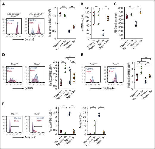 HSCs from Thpo−/− mice exhibit attenuated oxidative stress upon romiplostim administration. (A) Representative plots and mean fluorescence intensity (MFI) of dendra2 fluorescence expressed in HSCs from mito-dendra2+/−;Thpo+/+ and mito-dendra2+/−;Thpo−/− mice, with or without administration of romiplostim (n = 5). (B) Ratio of mitochondrial DNA (mtDNA)/nuclear DNA (nucDNA) quantified by qPCR in Thpo+/+, Thpo−/−, Thpo+/+ Ro, and Thpo−/− Ro HSCs (n = 4). (C) ATP content measured in luminescence of Thpo+/+, Thpo−/−, Thpo+/+ Ro and Thpo−/− Ro HSCs (n > 5). Representative plots and MFI of CellROX staining (D) and ThiolTracker staining (E) in Thpo+/+, Thpo−/−, Thpo+/+ Ro, and Thpo−/− Ro HSCs (n = 5). (F) Representative flow cytometric plot, MFI, and percentage of positively gated cells based on Annexin V staining in Thpo+/+, Thpo−/−, Thpo+/+ Ro, and Thpo−/− Ro HSCs (n = 4). *P < .05, **P < .01, Student t test.