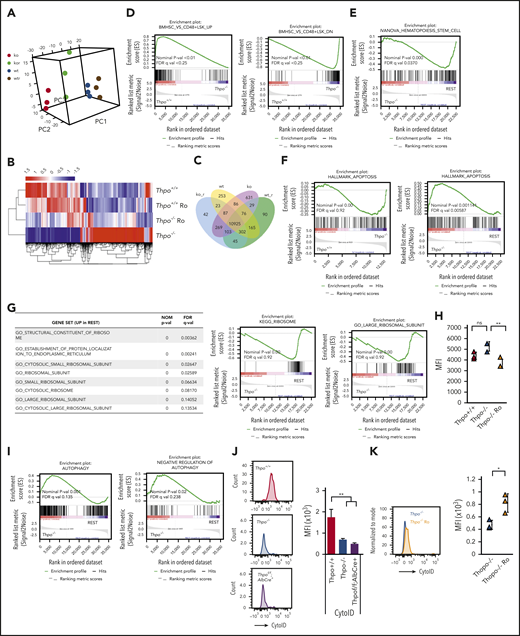 Thpo deficiency broadly impairs organelle function and turnover. (A-C) Principal component analysis of RNA sequence on Thpo+/+ (wt), Thpo−/− (ko), Thpo+/+ Ro (wtr), and Thpo−/− Ro (kor) HSCs. Heat map analysis (B) and Venn diagram (C) for differentially expressed genes in Thpo+/+ (wt), Thpo−/− (ko), Thpo+/+ Ro (wtr), and Thpo−/− Ro (kor) HSCs. (D) Gene set enrichment analysis (GSEA) analysis of HSC- and progenitor-related gene sets in Thpo+/+ and Thpo−/− HSCs. (E) GSEA analysis for enrichment in HSC-related gene set for Thpo−/− and REST (Thpo+/+, Thpo+/+ Ro, and Thpo−/− Ro HSCs). (F) GSEA analysis of apoptosis-related gene set for Thpo+/+, Thpo−/−, and REST HSCs. (G) Table and GSEA plots showing enrichment in ribosome-associated gene sets upregulated in REST compared with Thpo−/− HSCs. (H) Mean fluorescence intensity (MFI) of OPP incorporation in Thpo+/+, Thpo−/−, and Thpo−/− Ro HSCs (n = 5). (I) Analysis of autophagy-related gene set enrichment in Thpo−/− and REST HSCs. (J) Representative plots and MFI of Cyto-ID staining in Thpo+/+, Thpofl/fl;AlbCre+/−, and Thpo−/− HSCs (n = 5). (K) Representative plot and MFI of Cyto-ID staining in Thpo−/− and Thpo−/− Ro HSCs (n = 5). *P < .05, **P < .01, Student t test. FDR, false discovery rate; NOM, nominal; p-val, P value; q-val, q value.