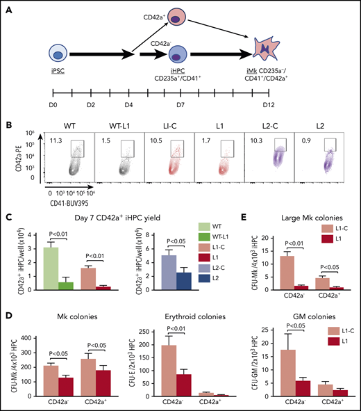 Deficiency in an Mk-biased CD42a+ subpopulation in RUNX-1+/− iHPCs. (A) Megakaryopoiesis in a human iPSC system highlighting generation of iHPCs and iMks. On day 7 after exposure of adherent iPSCs to a directed differentiation protocol, free-floating, multipotent CD235a+CD41+ iHPCs emerged that included CD42a− and CD42a+ iHPC subpopulations. (B) Flow cytometric analysis of day 7 iHPCs showing the CD42a+ iHPC subpopulation that is present at similar frequencies in all control lines, but is severely reduced in all RUNX-1+/− lines. (C) Quantitation of panel B, showing the mean number of CD42+ iHPCs detected and normalized per well for iPSCs seeded ±1 SEM (n = 5-15 experiments per study arm). (D) Colony-forming assays of L1-C vs L1 iHPCs, showing quantitation of the mean number of Mk, erythroid, and granulocyte/macrophage (GM) colonies, normalized to the number of day 7 iHPCs seeded ±1 SEM (n = 4 experiments per study arm). (E) Same as panel D, but for large Mk colonies (>20 Mks/colony). All P values were determined by Student t test.