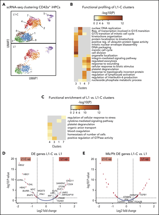 scRNA-SEQ analysis of Mk-biased CD42+ iHPCs. (A) Identification and visualization of transcriptional heterogeneity within sorted L1-C and L1 CD42+ iHPCs by dimensionality reduction with UMAP. (B-C) Eight populations were identified in both L1-C (n = 2335) and L1 (n = 2302) cells by grouping of cells based on DE genes and gene ontology analyses, using lists of genes from select clusters with the highest detected number of DE genes to show functional enrichment in control CD42a+ iHPC clusters only (B) or processes (C) that are upregulated in L1 vs L1-C CD42+ iHPCs. (D-E) Volcano plots showing significantly changed genes among all DE genes (D) or focusing on Mk/platelet (Plt)-associated genes (E), when L1-C to L1 CD42a+ iHPCs were compared across all clusters. To improve clarity, only select genes are shown and labeled. (See supplemental Tables 5 and 6 for a full list.) Filled red circles denote significantly changed genes; unfilled red circles indicate DE genes that are not Mk/platelet associated.
