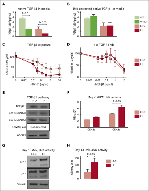 Augmented TGF-β1 and JNK signaling in RUNX-1+/− iHPCs and iMks. (A-B) ELISA of TGF-β1 levels in iMk culture conditioned medium. Cell culture supernatants were collected from L1-C and L1 day 13 iMk liquid cultures and used to measure levels of active TGF-β1. Mean ±1 SEM of TGF-β1 without normalization for differences in the number of iMks (A) and with normalization for iMks (B) (n = 5 experiments per study arm). (C) The effect of TGF-β1 exposure on Mk yield from L1-C and L1 iHPCs. Cultures were exposed to rhTGF-β1 for 5 days at the indicated doses, and Mk yield was quantified per input iHPC, as in Figure 1C. Results are shown as a percentage of untreated iMks. (D) The effect of 20 µg/mL anti-α-TGF-β–blocking antibodies (Abs) on suppression of Mk yield resulting from TGF-β1 exposure. Mean ±1 SEM (n = 6 experiments per study arm; P values calculated by 2-way analysis of variance. (E) Day 13 iMk proteins with antibodies directed against TGFβR-1, p21, p57, and pSMAD2/3 with GAPDH as a loading control. (F) Day 7 iHPC immunostained with antibodies against phosphorylated JNK (pJNK). Mean ±1 SEM (n = 4 experiments per study arm). (G) Elevated JNK phosphorylation in day 13 L1 iMks. The iMks were solubilized and immunoblotted with antibodies against pJNK, total JNK, and vinculin (as a loading control). (H) Experiments in panel G were scanned and optical density was quantified. Mean ±1 SEM (n = 6 experiments per study arm). All P values by Student t test, unless stated otherwise.