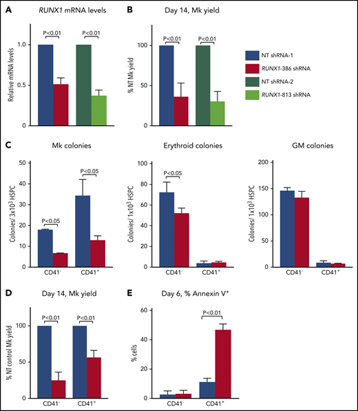 Studies of RUNX-1in adult CD34+ HSPCs. NT- or RUNX1-targeting shRNA lentiviral-transduced (supplemental Figure 2) CD34+ HSCs. (A) Quantitation of RUNX1 mRNA levels in day 14 Mk cultures by quantitative PCR with RUNX1 levels in NT control shRNA-treated cells set as 1 (n = 3-5 experiments per study arm). (B) Day 14 Mk yield ±1 SEM from RUNX1 shRNA-transduced CD34+ HSPC cultures as a percentage of the NT control shRNA (n = 3-5 experiments per study arm). (C) Colony-forming assays performed in sorted NT- and RUNX1 shRNA-expressing CD41− and CD41+ HPSCs. Sorted cells were seeded in MegaCult medium for Mk colonies or MethoCult medium for erythroid and GM colonies (n = 4 experiments per study arm). (D) Quantitation of the number (mean ± 1 SEM) of terminal day 14 Mks from sorted CD41− and CD41+ HPSCs as a percentage of the NT control (n = 4 experiments per study arm). (E) Quantitation of the percentage of annexin V+ cells from sorted CD41− and CD41+ HSPCs in NT and RUNX1 shRNA lentiviral-transduced cells. Mean ±1 SEM (n = 3 experiments per study arm). All data are expressed as the mean ±1 SEM, with P values by Student t test.