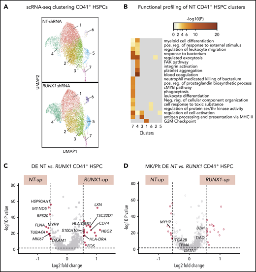 scRNA-SEQ and local and global DE genes analysis in adult CD34-derived RUNX-1in CD41+ HSPCs. (A) Identification and visualization of transcriptional heterogeneity within sorted NT and L1 RUNX-1in CD41+ HSPCs by dimensionality reduction with UMAP. Seven clusters were identified in both NT (n = 7855 cells) and RUNX-1in CD41+ HSPCs (n = 6429 cells) by grouping of cells based on DE. (B) Gene ontology analyses using lists of genes from select clusters with the highest detected number of DE genes, to show functional enrichment in NT CD41+ HSPC clusters. (C-D) Volcano plots show significantly changed genes (C) among all DE genes or focus only on DE of 133 Mk/platelet-associated genes (D), when comparing RUNX-1in to NT HSPCs across all clusters. Filled red circles denote significantly changed genes; unfilled red circles indicate DE genes that are not Mk/platelet associated.