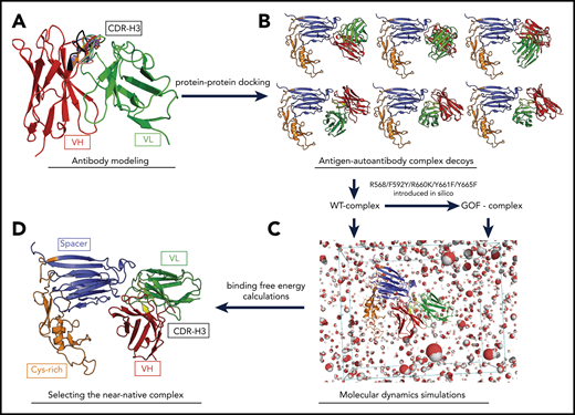 Structural bioinformatics pipeline to build an antigen-autoantibody complex. (A) Antibody modeling of the Fv fragments of the II-1 and I-9 autoantibodies. Heavy chain (VH; shown in red) and light chain (VL; shown in green) built and orientated with each other. Complementary determining region 3 of VH (CDR-H3; shown in multiple colors) was grafted at different conformations to the Fv model. (B) Docking results of ADAMTS13 antigen-autoantibody complex following the protein-protein docking step. (C) Molecular dynamics simulations for each WT- and GoF-complex models were run. (D) A likely complex between ADAMTS13 antigen and autoantibody was selected by BFE calculations. Cys, cysteine.