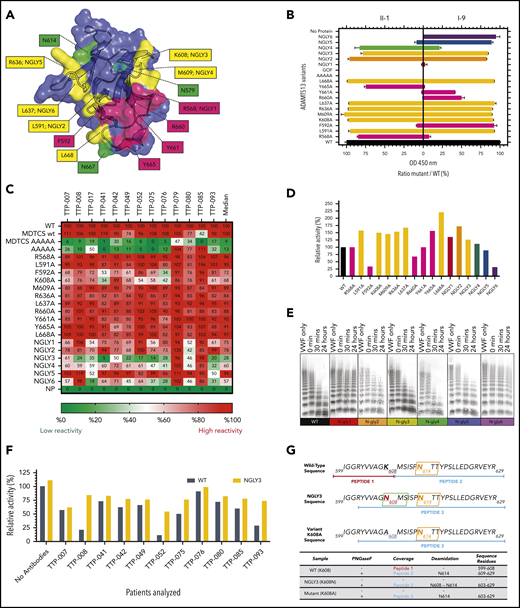 Measuring the autoantibody reactivity and proteolytic activity of novel ADAMTS13 variants. (A) ADAMTS13 epitope expansion based on modeling. Known epitope residues are depicted in magenta; predicted residues are depicted in yellow. Native N-glycan residues are highlighted in green. Artificial N-glycans were introduced at positions 568 (NGLY1), 591 (NGLY2), 608 (NGLY3), 609 (NGLY4), 636 (NGLY5), and 637 (NGLY6). (B) Reactivity of ADAMTS13 variants against II-1 and I-9 monoclonal autoantibodies. (C) Reactivity of ADAMTS13 variants against TTP patient sera in heat map format. Numbers represent relative binding compared with WT (in percentage; 100% is red, 50% is white, and 0% is green). (D) Relative activity of ADAMTS13 variants in FRETS-VWF73 assay (WT-ADAMTS13 is 100%). (E) Activity of NGLY-ADAMTS13 variants in VWF multimer assay. (F) Relative activity of ADAMTS13 variants measured with FRETS-VWF73 in the presence of TTP patient sera (WT-ADAMTS13 is 100%; all values compared with WT-ADAMTS13 without any patient antibodies). (G) Mass spectrometry reveals presence of an N-glycan at amino acid position 608 in NGLY3 (K608N). The presence of the N-glycan at this position is derived from the detection of a K608N containing deamidated peptide of NGLY3 upon treatment with PNGaseF (for further details see supplemental Materials). OD, optical density.