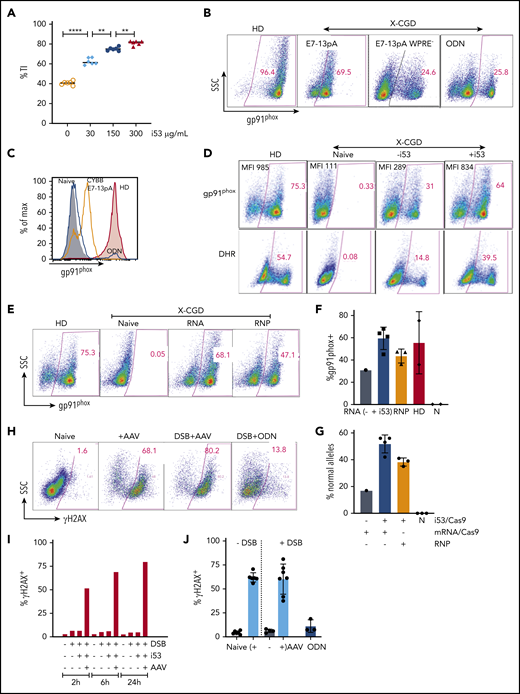 Optimization of HDR-dependent GE conditions to functionally correct X-CGD HSPCs and DNA damage response triggered by AAV/DSB. (A) TI CYBB E7-13pA in X-CGD CD34+ HSPCs with i53 as indicated. (B) Dot plots of gp91phox expression in myeloid-differentiated HSPCs gene edited with AAV (E7-13pA and E7-13pA WPRE) or ODN. (C) FACS histograms comparing gp91phox expression in X-CGD E7 mutation repair by ODN (navy line) aligned with HD (shaded red) and AAV-TI CYBB E7-13pA (orange line), compared with naive control (gray). (D) Representative FACS of gp91phox expression (top) and DHR assay (bottom) in myeloid-differentiated X-CGD CD34+ cells after CYBB E7 ODN mutation repair ±i53 (150 µg/mL). (E) FACS comparison of gp91phox expression in differentiated X-CGD HSPCs GE with Cas9 RNA or RNP. (F) Percentages of gp91phox expressing cells with ODN mutation repair of X-CGD HSPCs using Cas9 mRNA ±i53 or RNP +i53 (150 µg/mL). (G) Sequencing shows repaired alleles in HSPCs GE with Cas9 RNA or RNP and ODN ±i53 (150 µg/mL). (H) FACS for phosphorylated H2AX (γH2AX) in HSPCs exposed to AAV alone, or with DSB repaired with AAV or ODN donor at 2 hours. (I) The kinetics of γH2AX expression in HSPCs exposed to AAV with or without DSB and i53 (150 µg/mL). (J) Phosphorylation of H2AX after exposure of HSPCs to AAV (4 different donors) alone or with DSB repair by AAV or ODN. n = 4 experiments. **P < .01, ****P < .0001, paired Student t test. N, naive; SSC, side scatter.