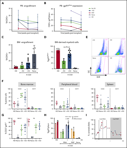 Highly efficient correction of engrafting X-CGD HSPCs by SpCas9/sg mRNA/ODN donor with i53. (A) Peripheral blood (PB) from mice transplanted with X-CGD HSPCs GE with ODN or AAV (CYBB E7-13pA) analyzed at weeks 8, 12, and 26 for engraftment (hCD45+). (B) Percentages of gp91phox+ cells in hCD45+ PB. (C) FACS showing human CD45+ engraftment in mice bone marrow (BM) 18 to 26 weeks after transplant with ODN mutation-repaired X-CGD HSPCs (n = 3 patients). (D) Gp91phox expression in myeloid-differentiated BM human CD45+ cells from NSG transplanted with ODN mutation–repaired X-CGD HSPCs (3 patients). (E) DHR assay showing ROS production in the myeloid-differentiated cells in panel D. (F) Lineage (CD33+ and CD19+) composition in BM, PB, and spleen of transplanted mice. (G) Gp91phox expression in CD33+ myeloid cells in myeloid-differentiated BM and PB. (H) Percentages of gp91phox+ before (in vitro) and after transplant (BM) with ODN-treated cells using Cas9 RNA (±i53) vs RNP (n = 4 experiments; 3 X-CGD patients, 11 mice). (I) Correction rates (% corrected alleles) before (input, 5 days post-electroporation, blue) vs after transplant (red) (n = 3 X-CGD patients). **P < .001.