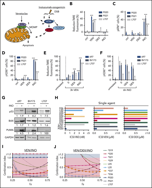 Induction of apoptosis in ALL cells by venetoclax (VEN), dexamethasone (DEX), and inotuzumab ozogamicin (INO). (A) Model of apoptosis induction by venetoclax and inotuzumab ozogamicin. Venetoclax directly induces MOMP by interrupting protein-protein interactions of anti- and proapoptotic proteins BCL2 and BIM. Release of BIM results in pore formation and subsequent apoptosis. Inotuzumab ozogamicin induces DSBs, which leads to phosphorylation of ATM kinase. ATM in turn phosphorylates H2AX and activates p53 signaling. (B-D) Mode of action of venetoclax and inotuzumab ozogamicin. P020, P021, and L707 PDX cells were treated with venetoclax (P020, 50 nM; P021, 1000 nM; L707, 250 nM), dexamethasone (P020, 1 µM; P021, 5 µM; L707, 1 µM), or inotuzumab ozogamicin (P020, 100 ng/mL; P021, 100 ng/mL; L707, 1000 ng/mL), respectively. Error bars indicate ± standard deviation (n = 3). (B) After 3 hours of treatment, cells were stained with tetramethylrhodamine ethyl ester (TMRE) to determine MOMP of viable cells by flow cytometry. Treatment with the carbonyl cyanide 4-(trifluoromethoxy)phenylhydrazone (FCCP) ionophore served as positive control. Reduction of TMRE fluorescence of untreated cells was set as 0%. After 6 hours of treatment, cells were fixed, permeabilized, and stained with an antibody to (C) pATM or (D) γH2AX. (E) MOMP induction by venetoclax with or without pretreatment for 24 hours with dexamethasone (L707, 2 µM; 697, 5 µM; BV173, 200 nM) or inotuzumab ozogamicin (L707, 500 ng/mL; 697, 20 ng/mL; BV173, 20 ng/mL). After 3 hours of treatment, cells were stained with 50 nM TMRE to determine MOMP induction by flow cytometry. FCCP served as a positive control. Reduction of TMRE fluorescence of untreated cells was set as 0%. (F) γH2AX induction by inotuzumab ozogamicin in L707, 697, and BV173 cells with or without pretreatment for 24 hours with dexamethasone (L707, 5 µM; 697, 5 µM; BV173, 1 µM) or venetoclax (L707, 100 nM; 697, 250 nM; BV173, 250 nM). After 6 hours of treatment with inotuzumab ozogamicin (L707, 500 ng/mL; 697 and BV173, 100 ng/mL), cells were fixed, permeabilized, and stained with an antibody to γH2AX. (G) Western blot analysis for p53, BAX, and PUMA expression of L707, 697, and BV173 cells treated with 20, 2.5, or 1 ng/mL inotuzumab ozogamicin for 24 hours, respectively. Glyceraldehyde-3-phosphate dehydrogenase (GAPDH) served as loading control. Western blots are representative of 3 independent experiments. (H-J) Primary ALL samples and PDX cells were treated with inotuzumab ozogamicin, venetoclax, and dexamethasone alone or in combination in fixed ratios for 48 hours followed by CD19 antibody and propidium iodide staining. (H) IC50’s of inotuzumab ozogamicin, venetoclax, and dexamethasone were determined by CompuSyn software. (I-J) Fraction affected (Fa)/CI plots for drug combinations of venetoclax-inotuzumab ozogamicin (I) and venetoclax-dexamethasone-inotuzumab ozogamicin (J). CIs were calculated using CompuSyn software. CI <1 was considered synergistic. P values were calculated by 1-way analysis of variance (ANOVA) with Bonferroni correction. *P < .05; **P < .01; ***P < .001. ctrl, control.