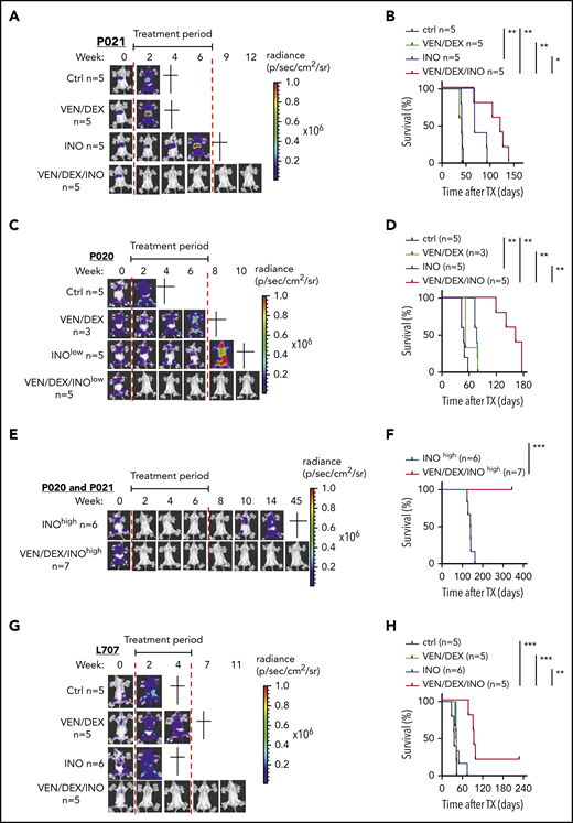 Effects of venetoclax, dexamethasone, and inotuzumab ozogamicin on ALL PDXs. (A-B) NSG recipients received 1 × 106 P021 cells intravenously. (A-B) Representative BLI results for weeks 0 to 12 after start of treatment (A) and Kaplan-Meier survival curve of recipients treated with venetoclax (20 mg/kg) and dexamethasone (1 mg/kg) 5 days per week and low-dose inotuzumab ozogamicin (10 µg/kg) once per week for 3 weeks as well as triple combination therapy (venetoclax-dexamethasone-inotuzumab ozogamicin) (B). Treatment (6 weeks) started upon engraftment confirmed by BLI 3 weeks after tumor inoculation as indicated (red lines). (C-D) NSG recipients received 1 × 106 P020 cells intravenously. Representative BLI results for weeks 0 to 10 after start of treatment (C) and Kaplan-Meier survival curves of recipients treated with venetoclax (20 mg/kg) and dexamethasone (1 mg/kg) 5 days per week for 6 weeks and low-dose inotuzumab ozogamicin (10 µg/kg) once per week for 3 weeks as well as triple combination therapy (venetoclax-dexamethasone-inotuzumab ozogamicin) (D). Treatment (6 weeks) started upon engraftment confirmed by BLI 3 weeks after tumor inoculation as indicated (red lines). (E-F) High-dose (100 µg/kg) inotuzumab ozogamicin (INOhigh) treatment of NSG mice inoculated with P021 and P020. Representative BLI results for weeks 0 to 45 after start of treatment with high-dose inotuzumab ozogamicin once per week for 3 weeks alone and in combination with venetoclax (20 mg/kg) and dexamethasone (1 mg/kg) 5 days per week for 6 weeks. (F) Kaplan-Meier survival curves of inotuzumab ozogamicinhigh (n = 6) (P021, n = 1; P020, n = 5) and venetoclax-dexamethasone-inotuzumab ozogamicinhigh (n = 7) (P021, n = 2; P020, n = 5). All mice treated with venetoclax-dexamethasone-inotuzumab ozogamicinhigh survived the whole investigation period of >50 weeks. (G-H) NSG recipients received 1 × 106 L707 cells intravenously. Tumor proliferation was monitored by noninvasive in vivo BLI based on luciferase reporter expression (G) and overall survival by Kaplan-Meier statistics (H). Representative BLI results for weeks 0 to 11 are shown in panel G. Treatment started upon engraftment confirmed by BLI 2 weeks after tumor inoculation. Recipients were treated with venetoclax (20 mg/kg) and dexamethasone (1 mg/kg) by oral gavage 5 days per week or with inotuzumab ozogamicin (100 µg/kg) intraperitoneally twice a week for 2 weeks or with triple combination therapy (venetoclax-dexamethasone-inotuzumab ozogamicin). Start and end of therapy are indicated by the red lines. Log-rank test was used for statistical survival analyses. *P < .05; **P < .01; ***P < .001.