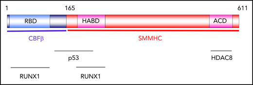 Distribution of CBFβ-SMMHC functions. Schematic representation of functional domains of CBFβ-SMMHC. The RUNX1-binding domain (RBD) and high-affinity–binding domain (HABD) mediate interaction with RUNX1. The assembly-competence domain (ACD) in SMMHC mediates dimerization and multimerization. ACD is also required for interaction with histone deacetylase HDAC8. The region located between amino acids 134 and 221 mediates interaction with p53.