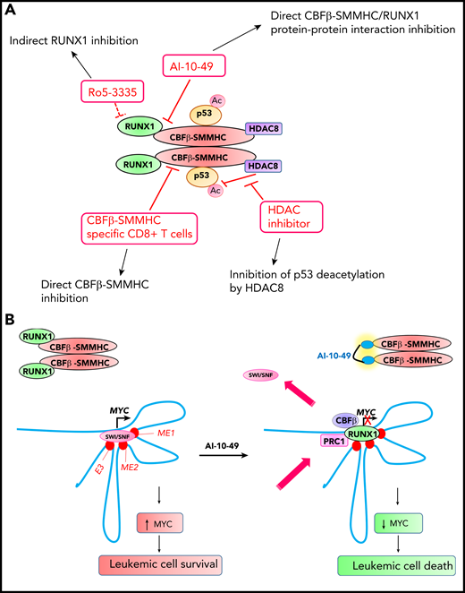 Novel therapeutic approaches for inhibiting CBFβ-SMMHC in inv(16) AML. (A) Small molecule and T-cell immunotherapy strategies for inhibiting CBFβ-SMMHC and their mechanisms of action. Ac, acetylation. (B) RUNX1-MYC axis in inv(16) AML cell survival. CBFβ-SMMHC tethers RUNX1, and this results in MYC activation and enhanced survival in inv(16) AML cells. Treatment of inv(16) AML cells with AI-10-49 induces an acute release of RUNX1 from CBFβ-SMMHC, increases RUNX1 occupancy at the MYC distal enhancers, replaces the SWI-SNF chromatin remodeling complex, and recruits polycomb-repressive complex 1 (PRC1), which in turn induces apoptosis by repressing MYC. E3, +1.7 Mb BRD4-mediated MYC enhancer (BDME)80 element 3; ME1, +0.18 Mb MYC enhancer 1; ME2, +0.5 Mb MYC enhancer 2.