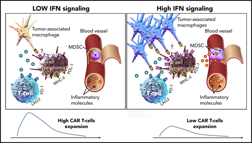 Compared with B-cell lymphomas with low IFN signaling (left), high tumor IFN signaling (right) is associated with a higher number of tumor-associated macrophages, a higher level of systemic inflammatory molecules, and increased expression of immune checkpoint ligands, such as PD-L1 and MHC class II on tumor cells, which could inhibit T cells via PD-1 and LAG-3, respectively. Both high tumor IFN signaling in the tumor microenvironment and high levels of monocytic MDSCs in the circulation are associated with lower CAR T-cell expansion and a lower rate of durable responses.