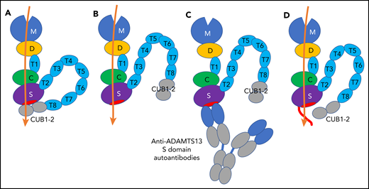 Schematic representation of 2 conformations of ADAMTS13, ADAMTS13-autoantibody complex, and NGLY3-ADAMTS13 variant. (A) Closed conformation of ADAMTS13. The closed conformation is maintained via an interaction of the S domain with the C-terminal CUB domains that diminishes its proteolytic activity. (B) Open conformation of ADAMTS13. The exosites in the D, C, and S domains bind to the unfolded A2 polypeptide chain (orange), and the binding enhances the proteolytic function of the M domain. (C) Binding of anti-ADAMTS13 S domain autoantibodies to the S domain. The binding interferes with the proteolytic function. (D) NGLY3-ADAMTS13 variant. The variant has an N-glycan at position 608 (red line) that interferes with the binding of anti-ADAMTS13 S domain autoantibodies, but not the binding of the unfolded A2 polypeptide chain. The conformational state of the variant is uncertain.