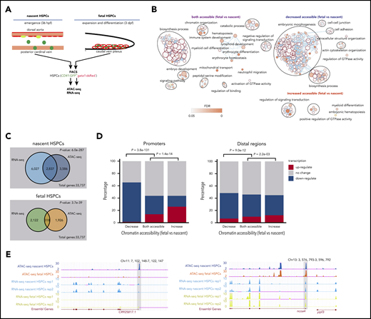 The chromatin accessibility and transcriptome comparison between nascent and fetal HSPCs. (A) Schematic representation of nascent HSPCs at 36 hours postfertilization (hpf) in the AGM region and fetal HSPCs at 3 days postfertilization (dpf) in the CHT region and the experimental flow to profile accessible chromatin and transcriptome in nascent and fetal HSPCs by ATAC-seq and RNA-seq. (B) GO analysis for genes with both accessible (left), decreased accessible in fetal HSPC (ie, nascent HSPC-specific accessible) (top right), and increased accessible in fetal HSPC (ie, fetal HSPC-specific accessible) (bottom right) chromatin regions. Enrichment scores were calculated by g:Profiler, and the enrichment network was performed by EnrichmentMap in Cytoscape. (C) Venn plot showing the overlap of genes with specific accessible chromatin regions and upregulated expression in nascent or fetal HSPCs, respectively. Genes for ATAC-seq were assigned by all ATAC-seq peak (see supplemental Gene Ontology (GO) analysis section). The P value shows the correlation significance between ATAC-seq and RNA-seq data at these 2 stages. P values were calculated by a 2-tailed χ2 test. (D) Bar plot showing the percentage of “upregulated transcripts,” “no change transcripts,” and “downregulated transcripts” for genes with different states of accessible chromatin at nascent and fetal stages at promoters (left) and distal regulatory regions (right). (E) The genome browser views showing ATAC-seq and RNA-seq signals of genes specifically expressed in nascent HSPCs (left) or both in nascent and fetal HSPCs (right). FACS, fluorescence-activated cell sorter; FDR, false discovery rate.