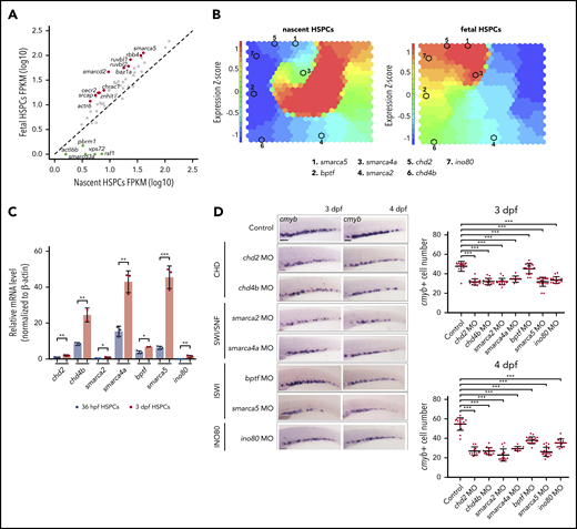 Systematical screening of chromatin remodelers controlling fetal HSPC development. (A) Scatter plots showing the expression level of chromatin remodeling related genes in nascent and fetal HSPCs based on RNA-seq. Differentially expressed genes detected by DESeq2 were labeled. (B) SOM analysis for RNA-seq data in nascent and fetal HSPCs. (C) Expression of chd2, chd4b, smarca2, smarca4a, bptf, smarca5, and ino80 in nascent and fetal HSPCs by quantitative polymerase chain reaction (qPCR) analysis. The expression level of chd2 in nascent HSPCs was set at 1. (D) Expression of cmyb in the CHT region in control embryos and chd2, chd4b, smarca2, smarca4a, bptf, smarca5, and ino80 morphants at 3 dpf and 4 dpf by WISH. The quantification of WISH results is shown (right). Scale bars, 100 μm. Data are means ± SD (C, D). Asterisk presents statistical significance (*P < .05, **P < .01, ***P < .001). P values were calculated by a 2-tailed, unpaired Student t test. FPKM, fragments per kilobase million; mRNA, messenger RNA.