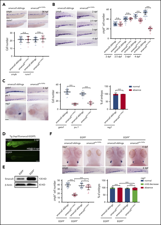 Fetal HSPC development is impaired in smarca5 mutants. (A) Expression of cmyb and runx1 in the AGM region in smarca5zko1049a and their siblings at 36 hpf by WISH. The quantification of WISH results is shown (bottom). Scale bars, 100 μm. (B) Expression of cmyb in the CHT region in smarca5zko1049a and their siblings from 2 dpf to 4 dpf by WISH. The quantification of WISH results is shown (right). Scale bars, 100 μm. (C) Expression of erythroid marker gata1, myeloid marker pu.1, and lymphoid marker rag1 in the CHT or thymus region in smarca5zko1049a and their siblings at 4 dpf by WISH. The quantification of WISH results is shown (right). Scale bars, 100 μm. (D) The imaging of enhanced green fluorescent protein (EGFP) fluorescence in Tg (hsp70:smarca5-EGFP) embryos at 3 dpf. Heat shock was performed at 2.5 dpf. Scale bars, 200 μm. (E) Protein level of Smarca5 in EGFP− and EGFP+ embryos in (D) at 3 dpf by western blot. Heat shock was performed at 2.5 dpf. (F) Expression of cmyb in the CHT region and rag1 in the thymus region in smarca5zko1049a and their siblings, with or without Smarca5 overexpression from 2 dpf to 3 dpf by WISH. The quantification of WISH results is shown (bottom). Scale bars, 100 μm. Data are means ± SD (A-C, F). Asterisk presents statistical significance (*P < .05, ***P < .001; n.s., not significant). P values were calculated by a 2-tailed, unpaired Student t test. HS, heat shock.