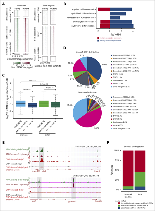 Deletion of smarca5 leads to the decrease of chromatin accessibility. (A) Heat maps showing ATAC-seq signals around ATAC-seq peaks in sibling and mutant at promoters and distal regulatory regions. Peaks were classified into sibling-specific accessible, both accessible, and mutant-specific accessible. In each group, peaks are ranked according to ATAC-seq signals. (B) GO analysis of genes with accessible promoter regions in HSPCs in smarca5zko1049a and their siblings. (C) Box plot showing the log2-transformed fold change of ATAC-seq signals at fetal HSPC-specific and both accessible regions at promoters and distal regulatory regions after smarca5 knockout (KO). smarca5 KO leads to significant decrease of ATAC-seq signals especially at both accessible promoter regions. P values were calculated by a 2-tailed Wilcoxon test. (D) Pie charts drew by CEAS56 showing the distribution of Smarca5-ChIP-seq peaks (top) and genome distribution background (bottom) across the genome. (E) The genome browser views showing ATAC-seq signals of genes with (top) or without (bottom) Smarca5 binding. (F) Bar plot showing the proportion of Smarca5 binding sites distributed on both accessible chromatin regions in nascent and fetal HSPCs, specific accessible regions in nascent or fetal HSPCs compared with background (total). UTR, untranslated region.