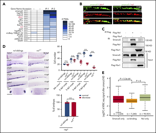 Ncl collaborates with Smarca5 to facilitate chromatin remodeling. (A) Analysis of the interaction proteins with Smarca5 using MS. Heat maps showing the number of peptide spectrum match (PSM) identified by MS for proteins after immunoprecipitation of Flag-Smarca5 from the CHT region of zebrafish embryos at 3 dpf. (B) Double-fluorescence in situ hybridization analysis showing the coexpression between ybx1, ncl with smarca5 in CHT. Scale bars, 50 μm. (C) Zebrafish embryos were injected with the indicated plasmids at 1-cell stage and CoIP was performed at 3 dpf, immunoblot analysis with the indicated antibodies showing the interaction between Ybx1, Ncl, and Smarca5. (D) Expression of runx1, cmyb, gata1, and rag1 in the AGM, CHT, or thymus regions in nclm4 and their siblings from 36 hpf to 4 dpf by WISH. The quantification of WISH results is shown (right). Scale bars, 100 μm. (E) Box plot showing the log2-transformed fold change of ATAC-seq signals at after smarca5 knockout at Smarca5 only, cobinding, and Ncl only regions. P values were calculated by a 2-tailed Wilcoxon test. Data are mean ± SD. (D) Asterisk presents statistical significance (***P < .001; n.s., not significant). P values were calculated by a 2-tailed, unpaired Student t test.