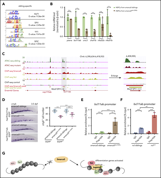 Smarca5 deletion impairs the genomic binding of hematopoietic TFs. (A) Motif scan results at sites with lost accessibility after smarca5 deletion. For each presented pair, the top one is the motif from JASPAR database; the bottom one is the scanned motif. (B) qPCR analysis showing the expression of ptena, bcl11ab, crtc3, chaf1b, nfe2l2a, and nfe2l1b in HSPCs from smarca5zko1049a and their siblings. (C) The genome browser views showing the track of Smarca5 and Ncl occupancy in bcl11ab promoter with ATAC-seq peaks. The gray box indicates the change of ATAC-seq peaks after smarca5 deletion. The location of a predicted Spi1 binding site is marked by a black line. (D) Expression of cmyb in the CHT region in smarca5zko1049a and their siblings at 3.5 dpf, with or without Bcl11ab overexpression from 2 dpf to 3 dpf by WISH. The quantification of WISH results is shown (right). Scale bars, 100 μm. (E) ChIP-qPCR analysis of H2A occupancy compared with immunoglobulin G (IgG) in the promoter of bcl11ab in smarca5zko1049a and their siblings. (F) ChIP-qPCR analysis of H2A occupancy compared with IgG in the promoter of bcl11ab in nclm4 and their siblings. (G) A model shows that Smarca5-mediated chromatin accessibility programming is responsible for fetal HSPC development. The chromatin remodeler smarca5 plays an important role in regulating chromatin accessibility to facilitate the binding of hematopoietic TFs, such as Klf1 and Spi1. Moreover, Ncl is identified to collaborate with Smarca5 to facilitate efficient chromatin remodeling. Data are means ± SD (B,D-F). Asterisk presents statistical significance (*P < .05, **P < .01, ***P < .001; n.s., not significant). P values were calculated by a 2-tailed, unpaired Student t test.