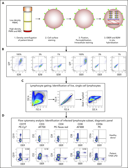 Multicolor FlowRNA protocol to identify the phenotype and function of the EBV-infected lymphocytes. (A) Mononuclear cells were isolated from peripheral blood, stained for lymphocyte lineage markers, and then fixed and permeabilized. Intracellular markers were then stained, and the cells subjected to fluorescence ISH (FlowRNA) for the virally encoded EBERs and housekeeping cellular B2M. (B) EBV+/GFP+ Akata cells were added to EBV−/GFP− Akata cells at decreasing percentages (100%, 3%, 1%) and examined by FlowRNA to determine the sensitivity and specificity of the assay. (C) Lymphocytes were identified by forward vs side scatter, and single cells were gated, dead, and myeloid cells were excluded from further analysis. (D) The stained cells were examined by flow cytometry and plotted as CD19, CD3, CD4, CD8, and CD56 vs EBER to determine the subset of cells infected with EBV (dual positive). The upper panel shows a representative assay performed on blood of a healthy EBV carrier where no EBV-infected cells were detected. The lower panel shows a representative assay performed on the blood of a T/NK LPD patient and clearly shows CD3+, CD8+, and CD19+ lymphocyte populations expressing EBERs. The percentage of total CD19+ B cells and total CD3+, CD8+ T cells is given in the upper righthand quadrant. FSC, forward scatter; PMN, polymorphonuclear leukocytes; RBC, red blood cell; SSC, side scatter.